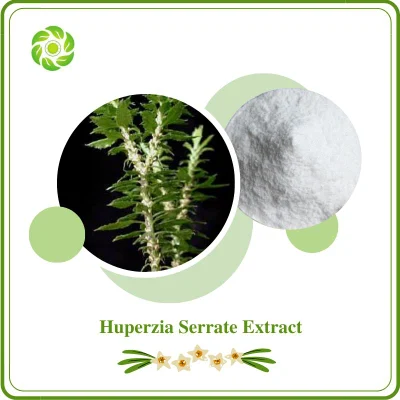 World Well-Being Biotech ISO&FDA Certified Natural Plant Extract 1% 98% Huperzine a Huperzia Serrate Extract