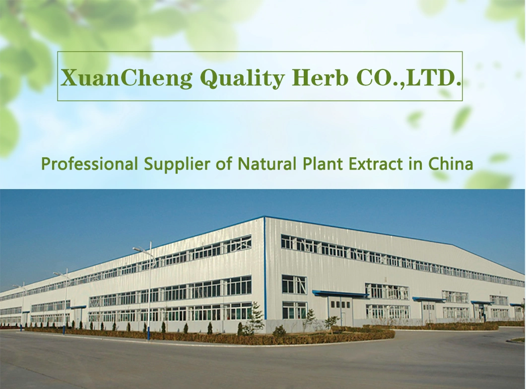Water Soluble for Drink Red Ginseng Root (leaf) Extract with Low Pesticide Residue Herb Medicine