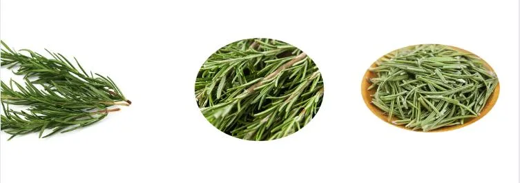 Chinese 100% Natural Herbs Extract Rosemary Leaf Extract Powder