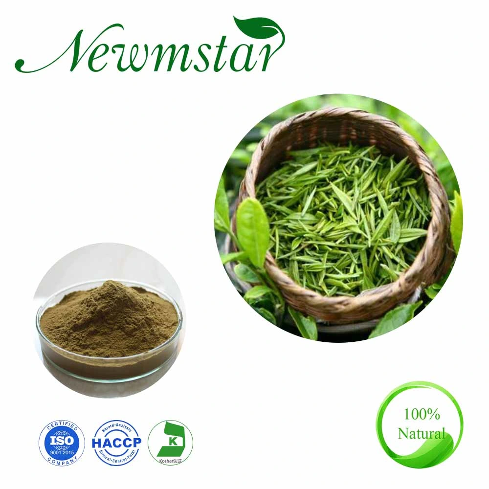 Natural Green Tea Extract 98% L-Theanine Camellia Sinensis (L.) with Competitive Price