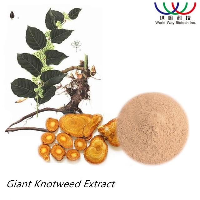 High Quality Raw Material Polygonum Cuspidatum Root Giant Knotweed Extract