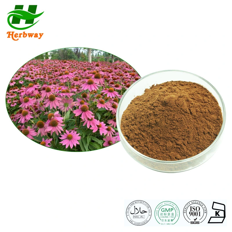 Herbway Plant Extract Powder Echinacea Purpurea Chicoric Acid Echinacea Milk Thistle Silymarin Artichoke Leaf Cynarin Extract for Health Care