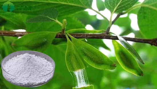 World Well-Being Biotech ISO&FDA Certified 5%-98% Chlorogenic Acid Artichoke Green Coffee Bean Honey Suckle Flower Eucommia Ulmoides Extract