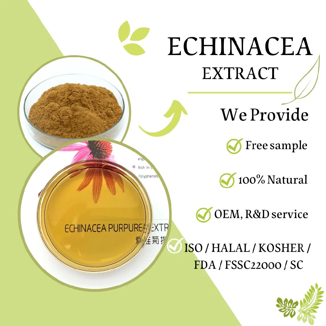 Supply Food Grade Echinacea Purpurea Extract Health Care Supplement Echinacea Purpurea Extract