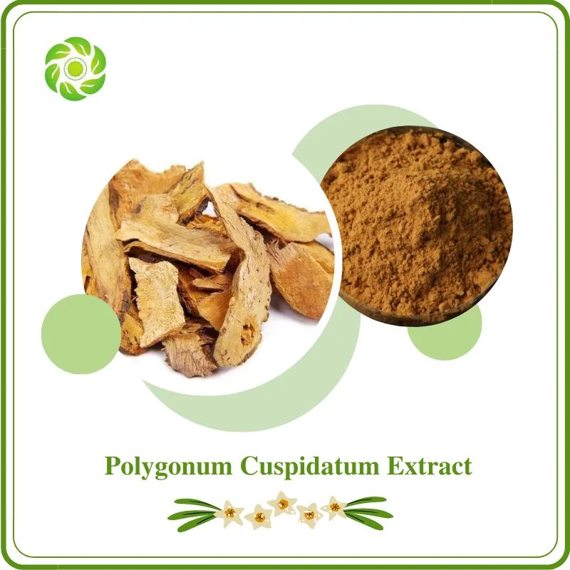 Natural Giant Knotweed Extract 5: 1, 10: 1, 20: 1 5%-98% Resveratrol Polygonum Cuspidatum Extract Resveratrol Pharmaceutical &amp; Food Grade