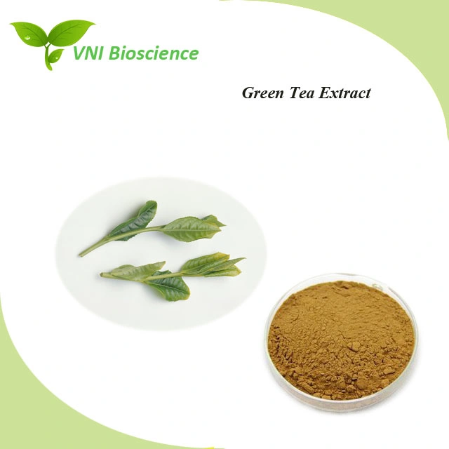 Kosher Halal Certified 100% Natural Green Tea Extract
