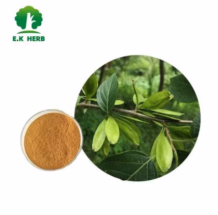 World Well-Being Biotech ISO&FDA Certified 5%-98% Chlorogenic Acid Artichoke Green Coffee Bean Honey Suckle Flower Eucommia Ulmoides Extract