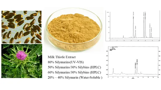 Soluble Silybum Marianum Extract Silymarin Milk Thistle Extract P. E.