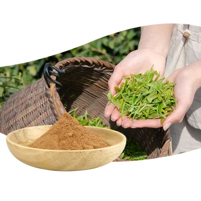 Natural Tea Polyphenol 98% Extract Green Tea Extract L-Theanine with Bulk Price
