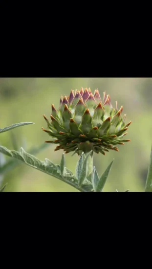 ISO Certified Artichoke Extract in Herbal Extract Cynarin 2.5%-5%