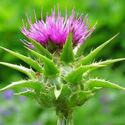 SGS Certified Natural Milk Thistle Extract for Curing Chronic Hepatitis