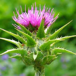 SGS Certified Natural Milk Thistle Extract for Curing Chronic Hepatitis