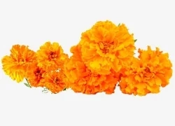Natural Marigold Extract/Calendula Officinalis Extract Powder 10: 1 Best Quality Marigold Flower Extract 127-40-2