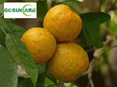 Bitter Orange Extract Powder / 6%-98% Synephrine Citrus Aurantium Fruit Extract