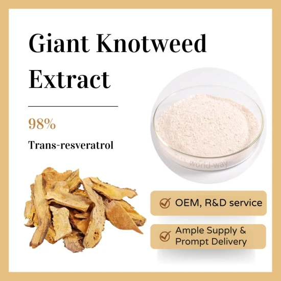 High Quality Raw Material Polygonum Cuspidatum Root Giant Knotweed Extract